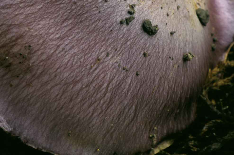 Cortinarius caerulescens